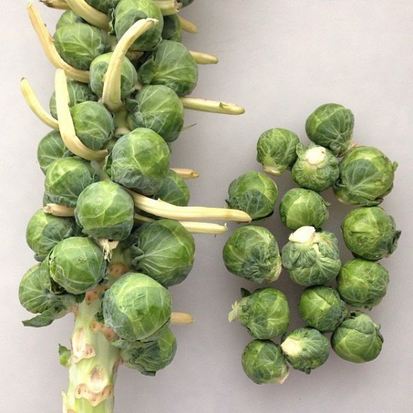 BRUSSELS-SPROUTS